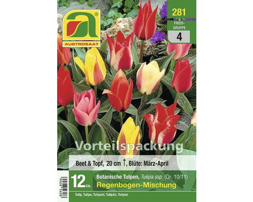 Blumenzwiebel Botanische Tulpe Austrosaat 'Regenbogen-Mischung' 12 Stück