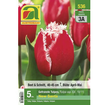 Austro Saat New Santa gefranste Tulpen, 5 Stück, 40 bis 45 cm hoch