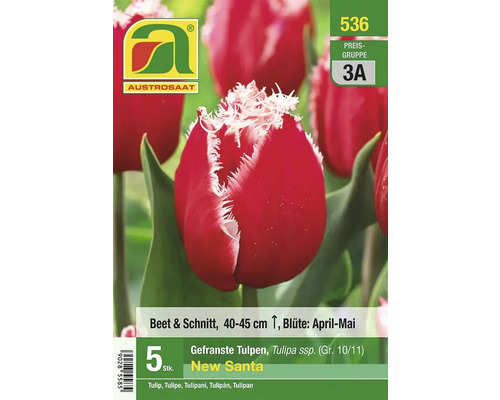 Austro Saat New Santa gefranste Tulpen, 5 Stück, 40 bis 45 cm hoch