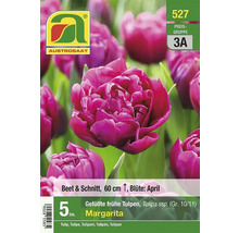 Verpackung gefüllter, früher Tulpen der Sorte Margarita, Beet- und Schnittblume, Höhe 60 cm