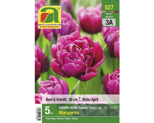 Verpackung gefüllter, früher Tulpen der Sorte Margarita, Beet- und Schnittblume, Höhe 60 cm