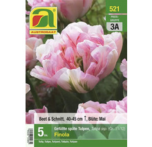 Verpackung gefüllter, später Tulpen der Sorte Finola von Austrosaat