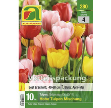 Austro Saat Tulpenmischung, 10 Stück, geeignet für Beet und Schnittblumen