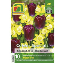 Blumenzwiebelmischung Tulpen und Narzissen