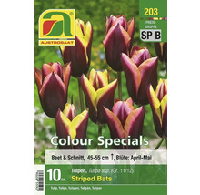 Austro Saat Tulpen Striped Bats Blumenzwiebelpackung mit zehn Stück