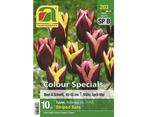 Austro Saat Tulpen Striped Bats Blumenzwiebelpackung mit zehn Stück