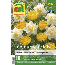Austro-Saat Blumenzwiebeln Tulpen und Narzissen Moon and Stars