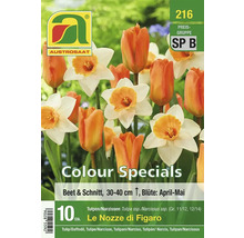 Packung Tulpen und Narzissen der Sorte Le Nozze di Figaro
