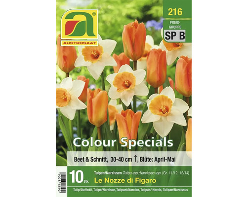 Packung Tulpen und Narzissen der Sorte Le Nozze di Figaro