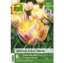 Austrosaat Crème Upstar gefüllte späte Tulpen, 6 Stück, 35 bis 40 cm hoch