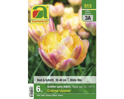 Austrosaat Crème Upstar gefüllte späte Tulpen, 6 Stück, 35 bis 40 cm hoch