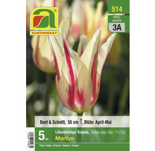 Verpackung mit 5 lilienblütigen Tulpen der Sorte Marilyn, geeignet für Beete und zum Schnitt, Höhe circa 55 cm