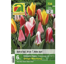 Botanische Tulpenmischung der Sorte Tulipa greigii, geeignet für Beet und Topf, 20 cm hoch, Blütezeit April
