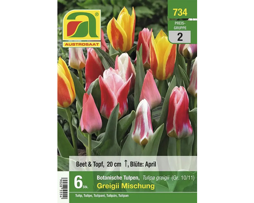 Botanische Tulpenmischung der Sorte Tulipa greigii, geeignet für Beet und Topf, 20 cm hoch, Blütezeit April