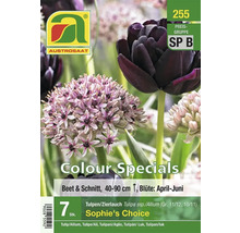 AUSTROSAAT Tulpen und Zierlauch Blumenzwiebelmischung