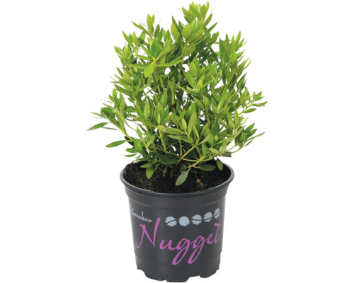 Zwerg-Rhododendron FloraSelf Buchsbaum Alternative Rhododendron micranthum 'Nugget® by Bloombux' H 5-10 cm T 11 cm Rhododendron ''Nugget'' im Topf