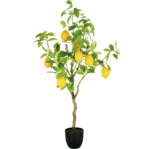 Zitronenbaum im Topf mit Blättern und Früchten