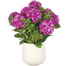 Hortensie in einem Topf