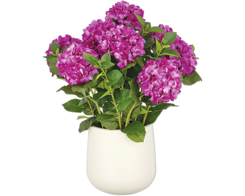 Hortensie in einem Topf
