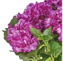 Violette Hortensienblüten mit grünen Blättern