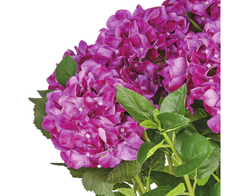 Violette Hortensienblüten mit grünen Blättern