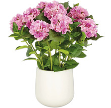 Hortensie in einem weißen Topf