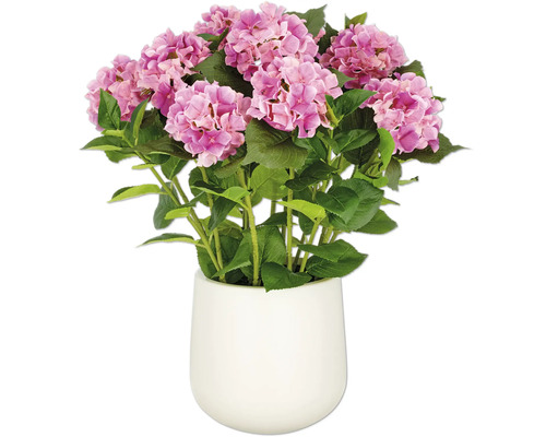 Hortensie in einem weißen Topf