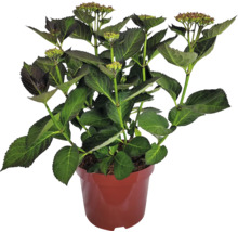 Rispenhortensie im Topf mit grünen Blättern und Blütenknospen