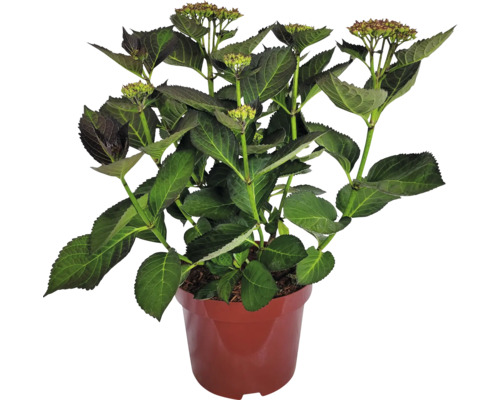 Rispenhortensie im Topf mit grünen Blättern und Blütenknospen