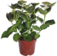 Hortensienpflanze im Topf mit grünen Blättern und Blütenknospen