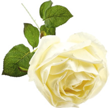 Dekorative Rosenblüte mit Blättern