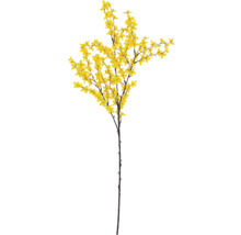 Forsythienzweig mit gelben Blüten