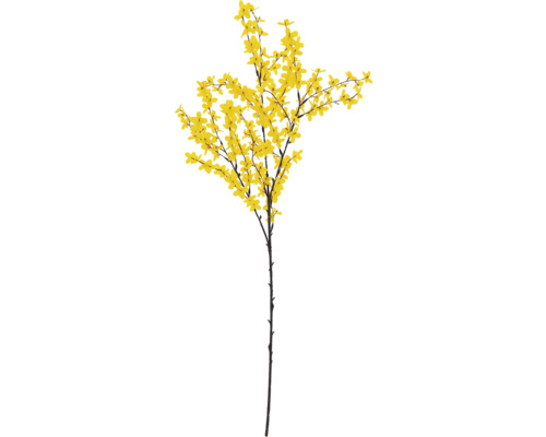 Forsythienzweig mit gelben Blüten