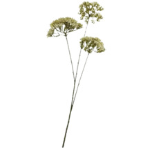 Dekorativer Trockenblumenstrauß für Innendekoration