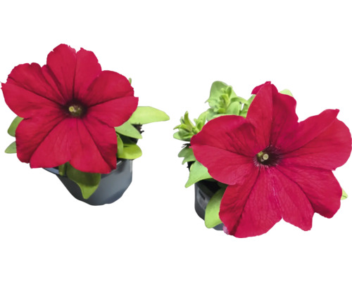 Zwei Petunien im Topf