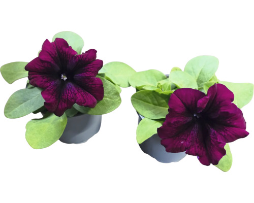 Zwei Topf-Petunien mit dunkelroten Blüten und grünen Blättern in Töpfen