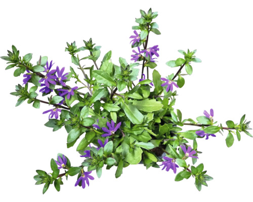 Scaevola Aemula Fächerblume mit Blättern und Blüten