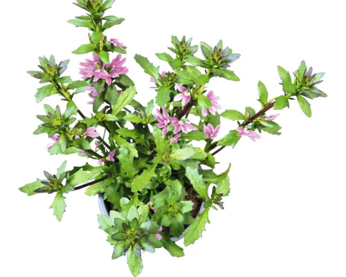 Scaevola Pflanze mit grünen Blättern und lila Blüten im Topf