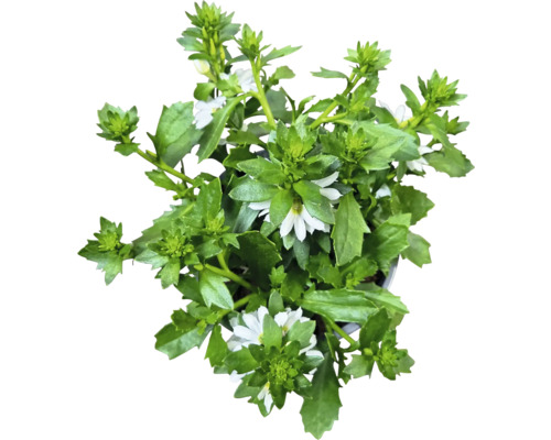 Scaevola Pflanze mit weißen Blüten und grünen Blättern