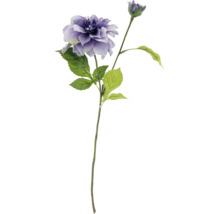 Dekorative Dahlie mit Blüte und Knospe