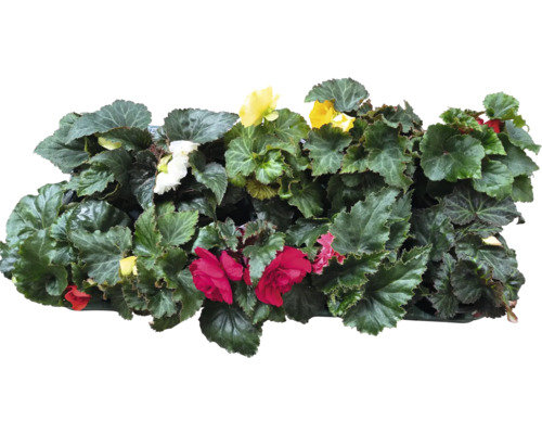 Begonien mit Blättern und Blüten