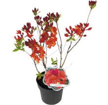 Duftazalee FloraSelf Rhododendron luteum H 30-40 cm Co 5 L orange, Laubabwerfende Azalee