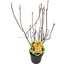 Rhododendron luteum im Topf