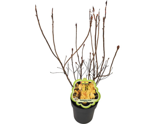 Rhododendron luteum im Topf