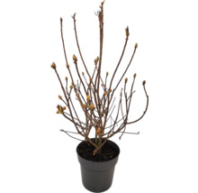 Duftazalee Sommergrüne Azale Rhododendron luteum H 30-40 cm Co 5 L rot