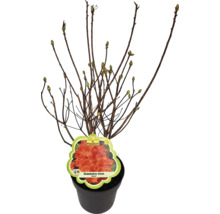 Duftazalee FloraSelf Rhododendron luteum H 30-40 cm Co 5 L orange, Laubabwerfende Azalee