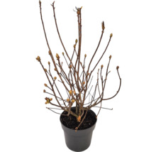 Duftazalee FloraSelf Rhododendron luteum H 30-40 cm Co 5 L orange, Laubabwerfende Azalee