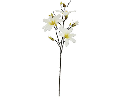 Dekorativer Magnolienzweig mit Blüten und Knospen.