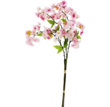 Dekorative Kirschblütenzweig