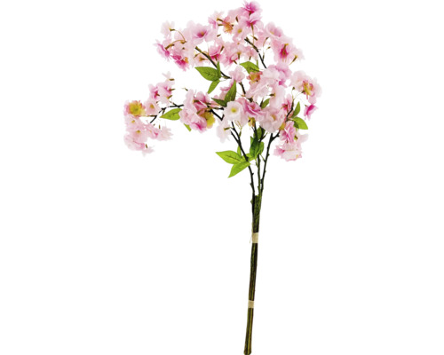 Dekorative Kirschblütenzweig